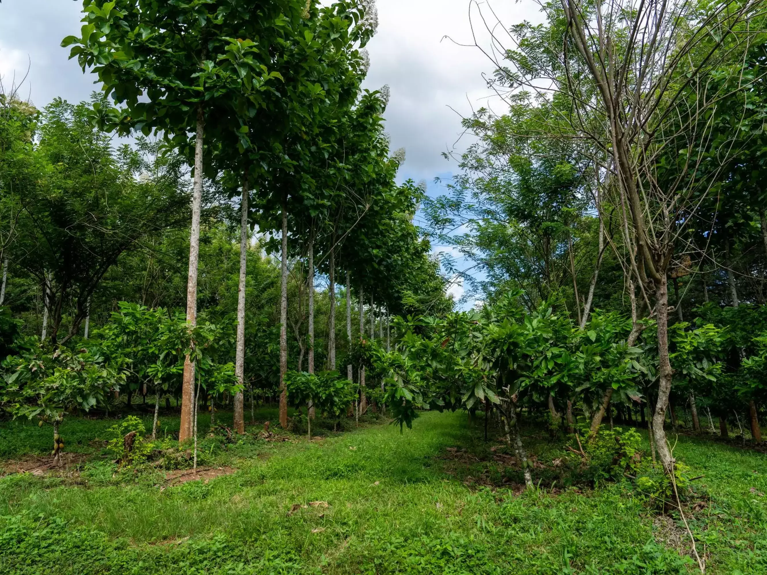Zu sehen ist eine Kakaoplantage, welche im Rahmen unseres Agroforst-Projektes an der Elfenbeinküste gefördert wurde. Es sind viele Kakaobäume in einer Reihe zu sehen.