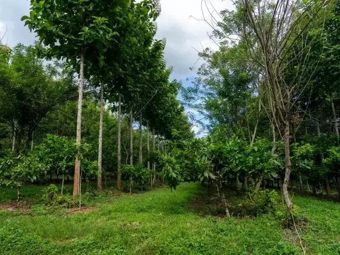 Zu sehen ist eine Kakaoplantage, welche im Rahmen unseres Agroforst-Projektes an der Elfenbeinküste gefördert wurde. Es sind viele Kakaobäume in einer Reihe zu sehen.
