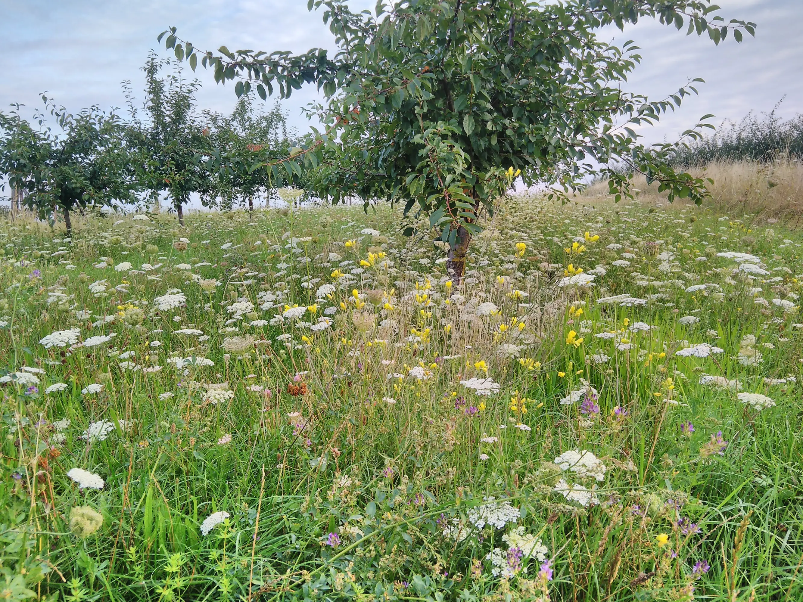 Dieses Bild zeigt blühende Fahrgassen, die auf Grund von langen Mulchintervallen entstanden sind. Man sieht eine grüne Wiese mit Wildblumen.