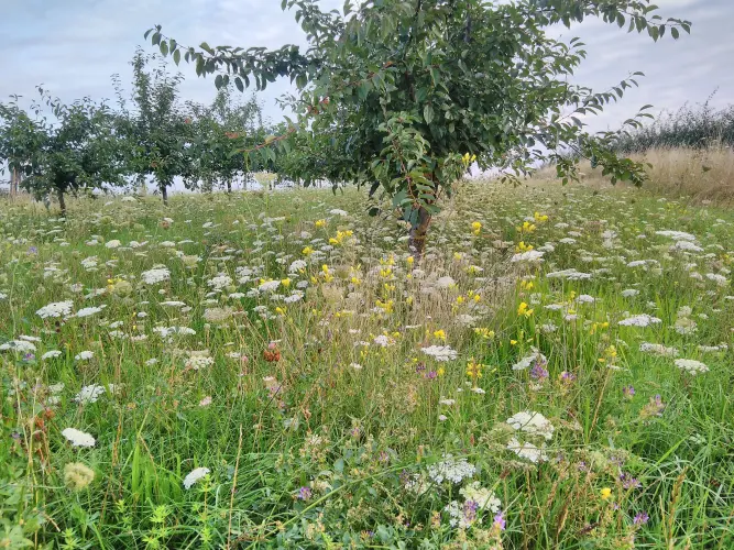 Dieses Bild zeigt blühende Fahrgassen, die auf Grund von langen Mulchintervallen entstanden sind. Man sieht eine grüne Wiese mit Wildblumen.