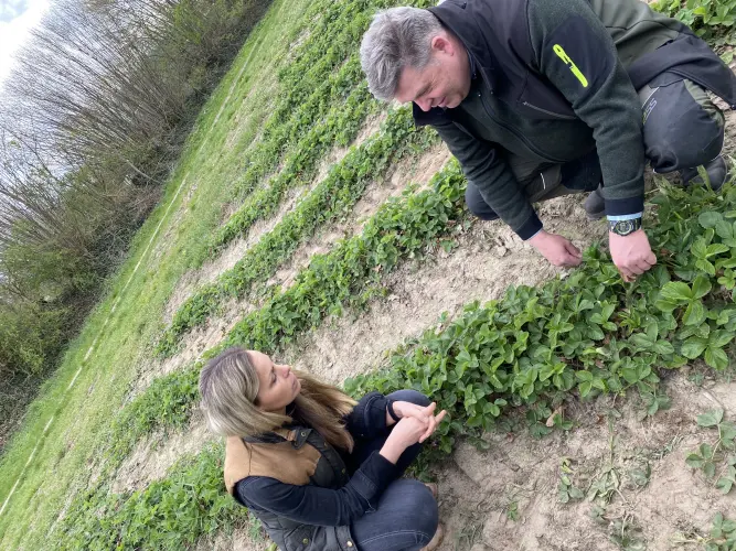 Das Bild zeigt zwei Personen, die auf einem Erdbeerfeld hocken und sich die Erdbeerpflanzen anschauen und sich unterhalten.